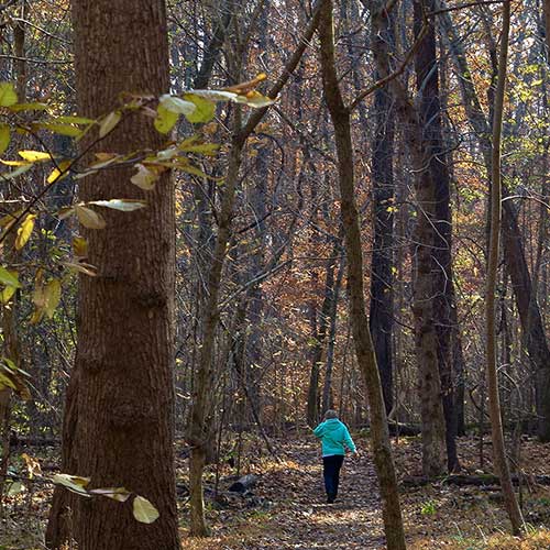 Difficult Run Steam Valley Trail