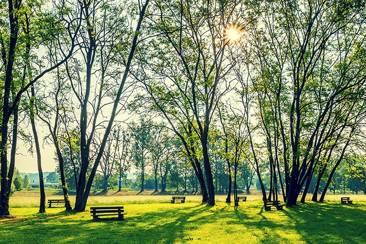 sunny summer park with trees and green grass