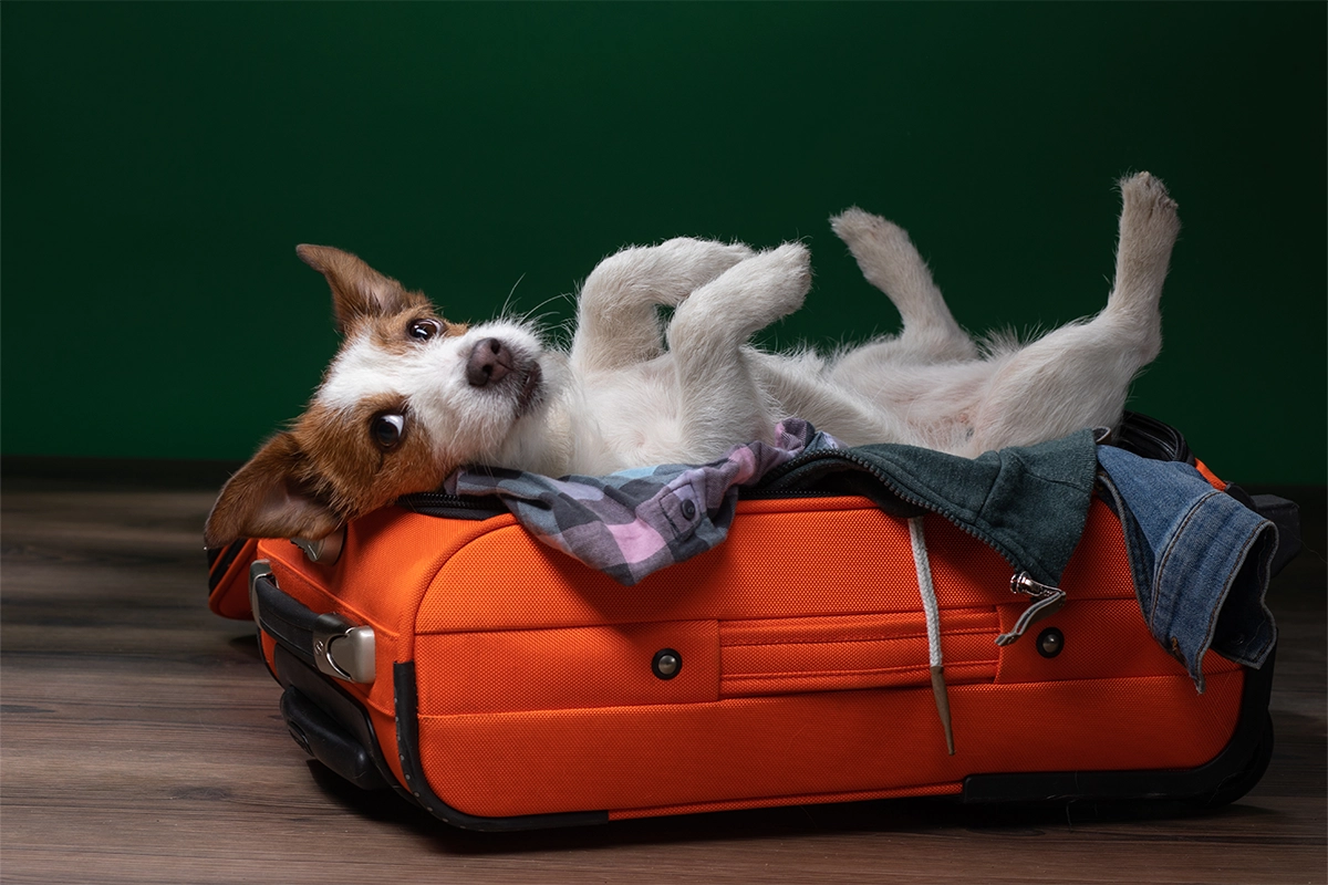dog in a suitcase