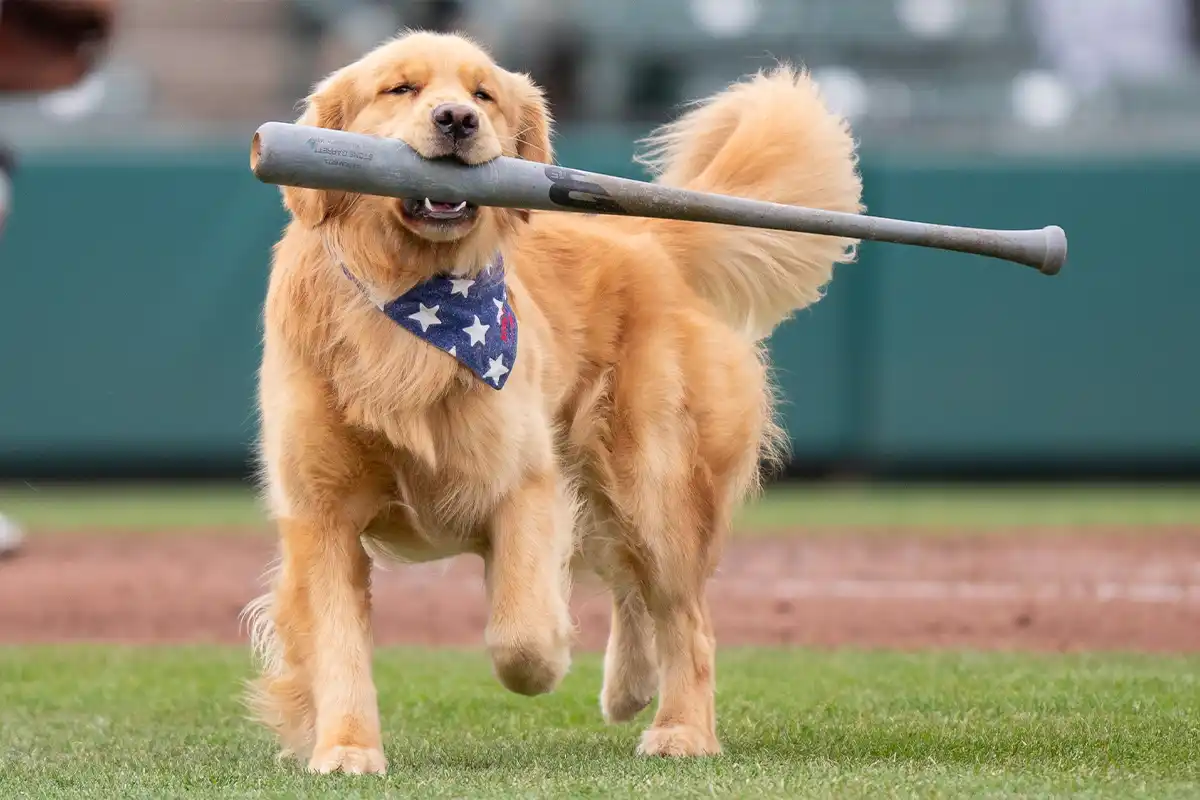 bruce the bat dog retrieving baseball bat