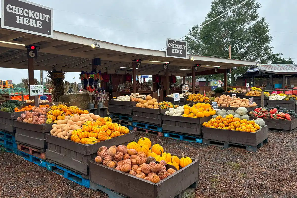 pumpkins at cox farms fall market