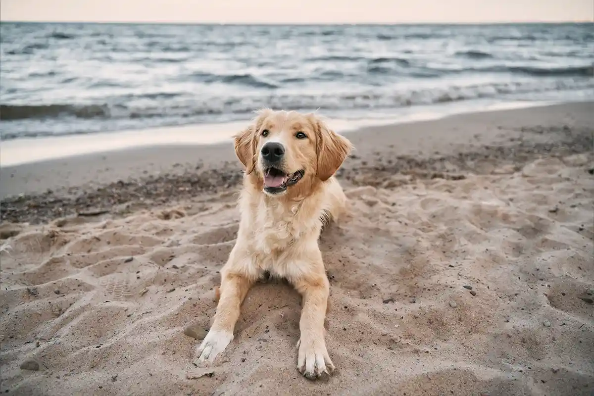 golden retriever laying on beach