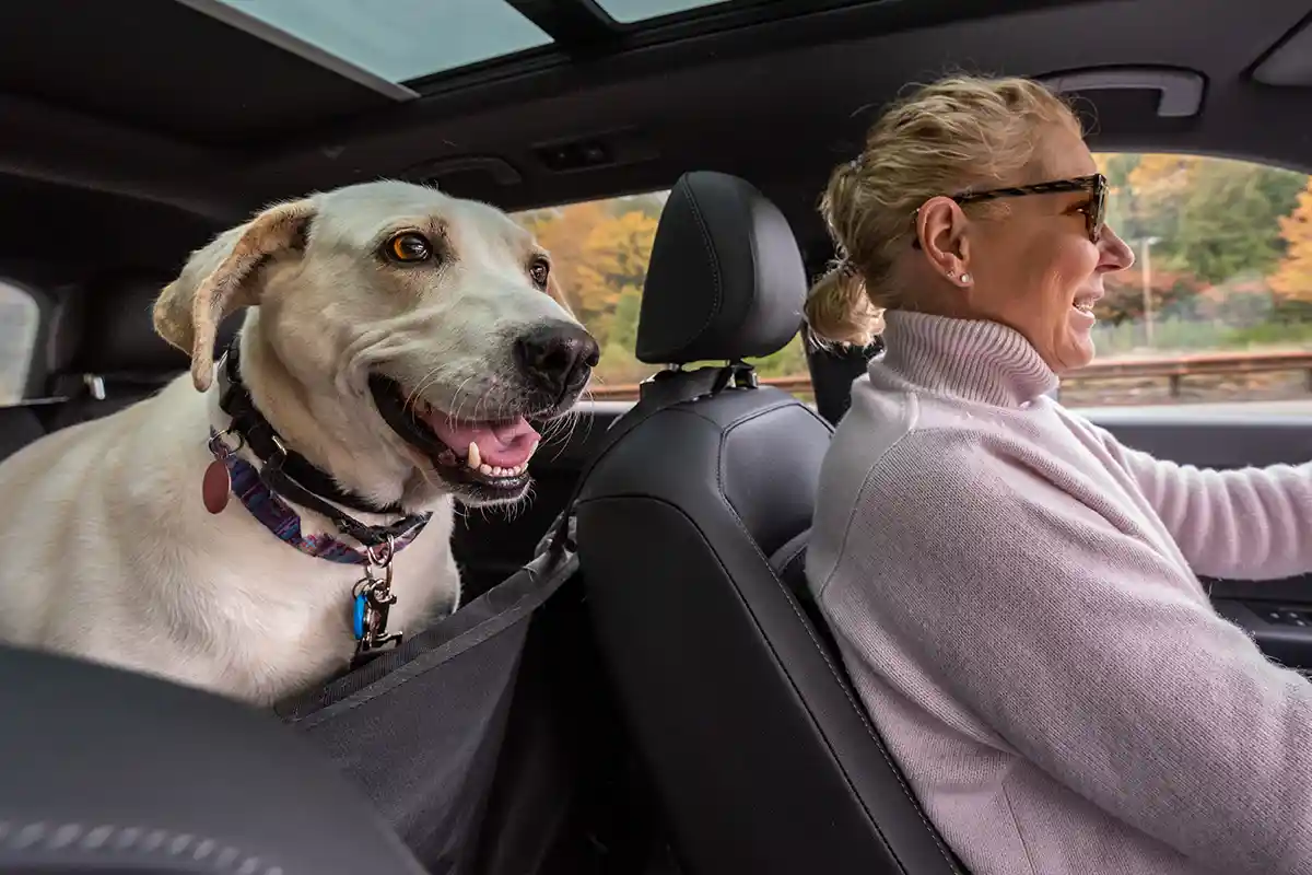 woman driving car with dog in back seat