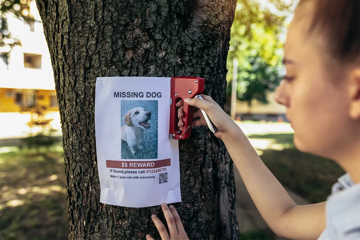 A woman staples a missing dog flyer to a tree