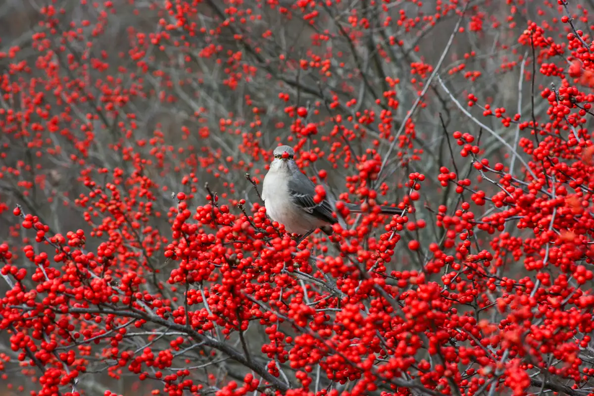 Northern Mockingbird with red berries