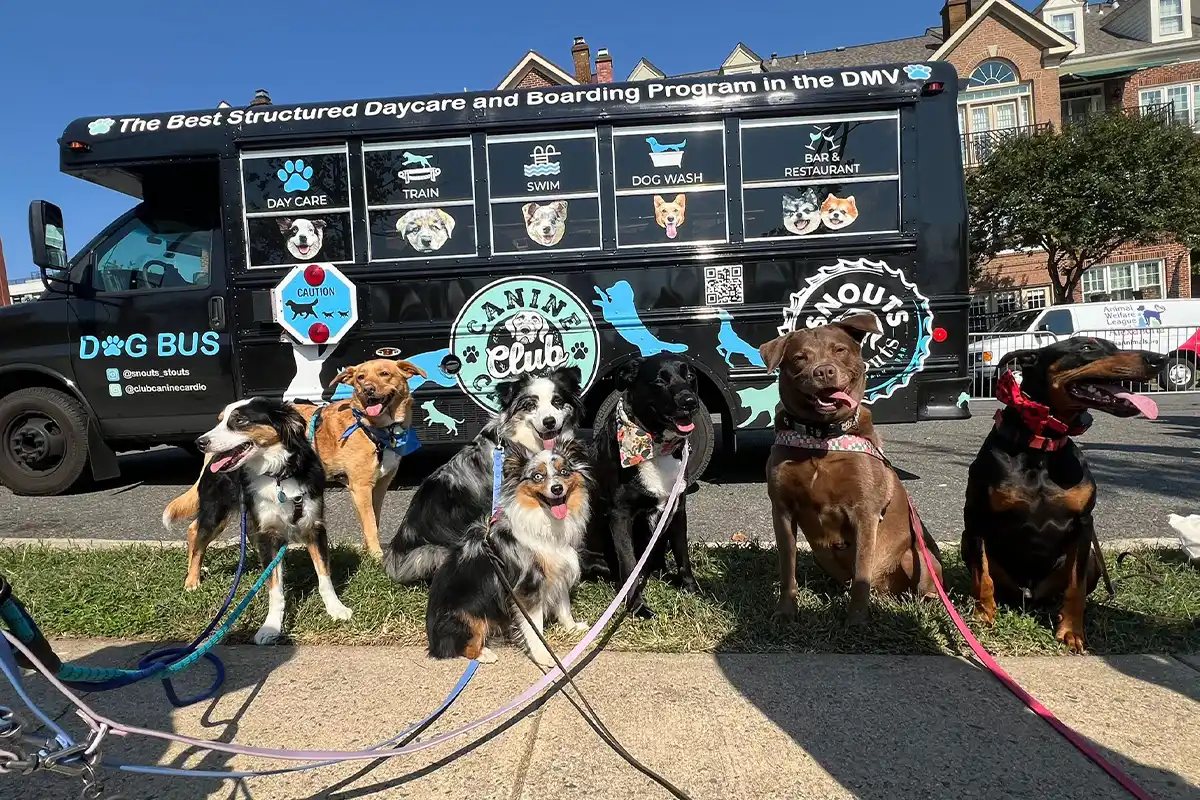 dogs sitting in front of snouts & stouts day care bus