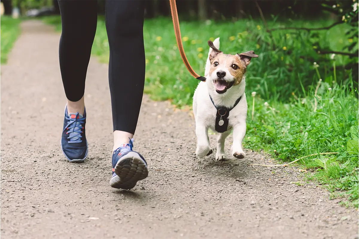 a women walking a small white and brown dog on a leash on a trail